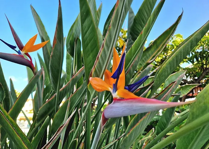 El Corazon De Americas Playa de las Américas
